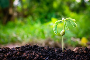 Growing plant,Young plant in the morning light on ground background, New life concept.Small plants on the ground in spring.fresh,seed,Photo fresh and Agriculture  concept idea.