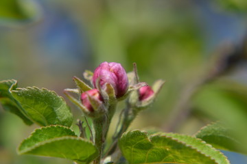 Knospen