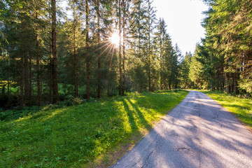 Weg durch den  Wald während Sonnenstrahlen durch den Wald brechen