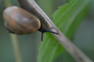 Schnecke