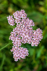 Schafgarbe © lexpixelart