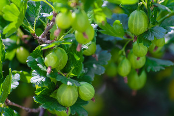 image of a branch with gooseberry