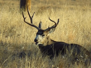 Sunrise Buck