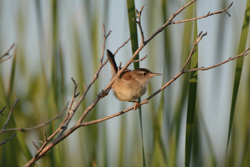 Young Marsh Wren