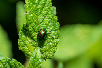 bunter Rosenkäfer auf grünem Blatt