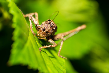 Bergschrecke auf einem Blatt