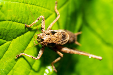 Bergschrecke auf einem Blatt