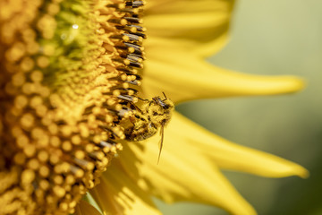 Abeille (apis mellifera) en train de butiner dans un champs de tournesols