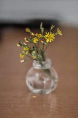 YELLOW FLOWERS IN THE DARK BACKGROUND