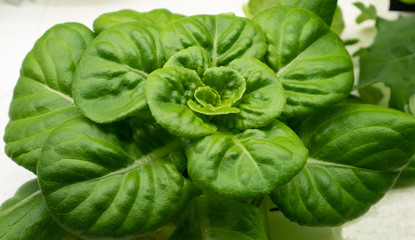 Baby butter head lettuce