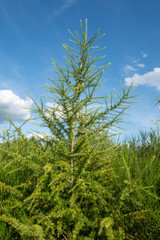 Aufforstung einer Kiefer