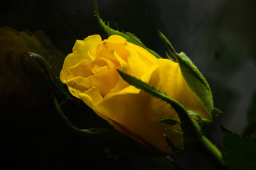 yellow roze background green  © aleksa_photo_waw