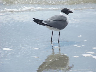 Seagull