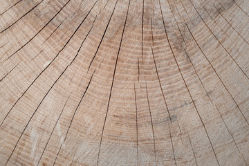 Fototapeta premium Holzstamm im Querschnitt