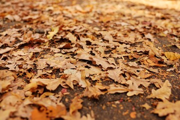 background texture - autumn dry withered yellow leaves closeup. Copy space, autumn concept.