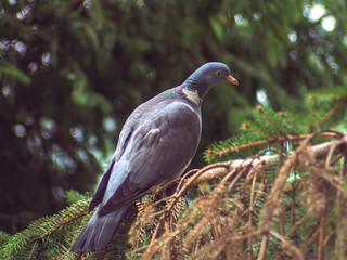 Beautiful wood pigeon standing on a spruce branch