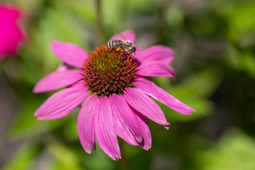 Obraz premium Biene sammelt Honig an Blüte