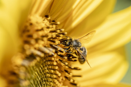 Fototapeta Abeille (apis mellifera) en train de butiner dans un champs de tournesols