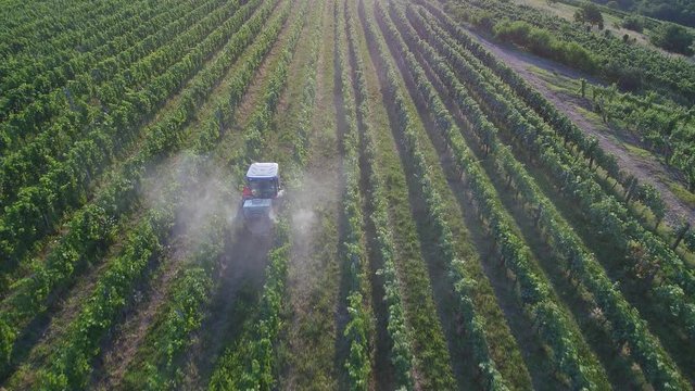 Aerial view of tractor spraying vines in vineyard on early summer morning