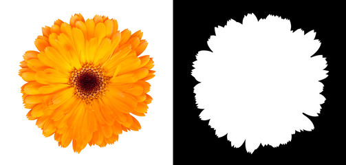 Orange gerbera flower isolated on white background with alpha channel and clipping path