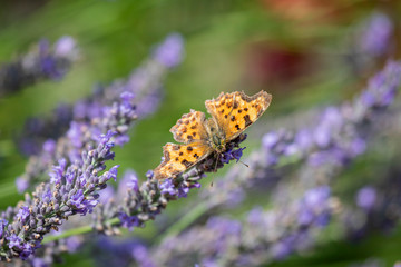C-Falter an Lavendel makro