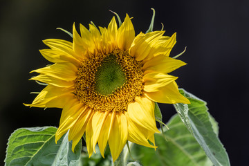 Obraz premium Sonnenblume vor dunklem Hintergrund
