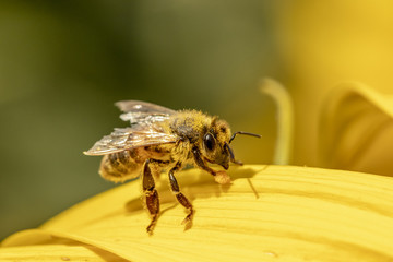 Abeille (apis mellifera) en train de butiner dans un champs de tournesols