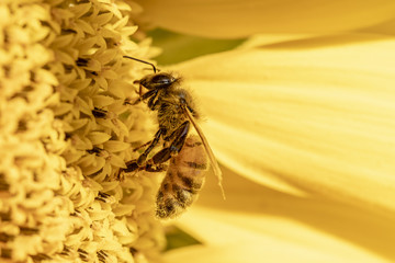 Abeille (apis mellifera) en train de butiner dans un champs de tournesols