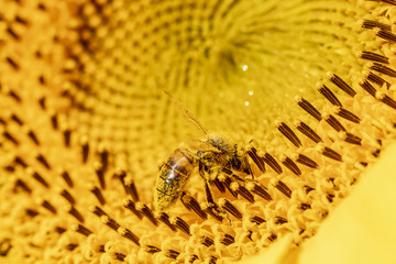 Abeille (apis mellifera) en train de butiner dans un champs de tournesols