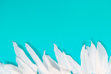 white feathers on light blue background