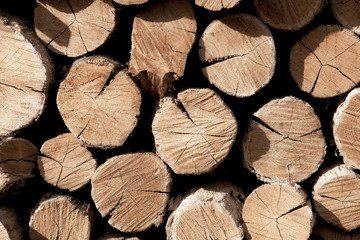 wooden logs pattern backdrop. old oak tree material.