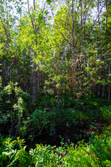 Naklejka na ściany i meble Landscape with the image of summer forest
