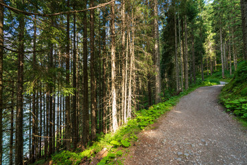 Fototapeta premium Idylischer Wanderweg durch den Wald