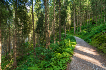 Idylischer Wanderweg durch den Wald