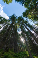 Fototapeta premium Baumwipfel im Hochformat