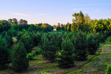 Fototapeta na wymiar Landscape with the image of summer forest and residential buildings in the background