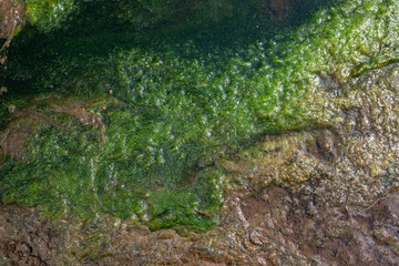 green brown moss and dirt texture