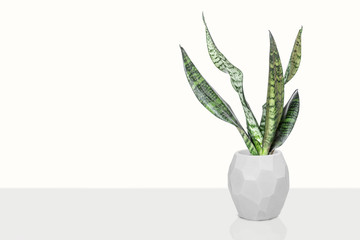 Sansevieria plant in pot on white table