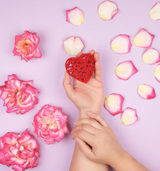female hands hold red heart, purple  background with pink rose petals