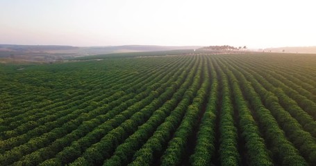 Amazing panoramic view of a coffee plantation in Sao Paulo state Brazil. Sunlight appearing in the right top at the end.