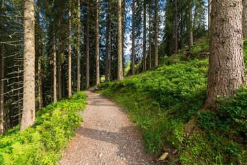 Obraz premium Schotterweg im Wald