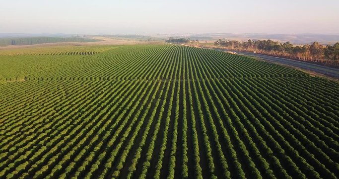 Beautiful aerial view of a coffee plantation. Camera going backwards with a road in sight at the right side.