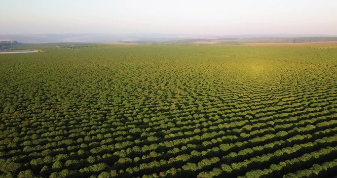 Beautiful panoramic view of a coffee plantation at sunlight in Sao Paulo state Brazil. Slow flight ahead.