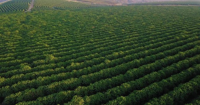 Aerial view of a large coffee plantation in Sao Paulo state Brazil. Slightly pan movement to the right.