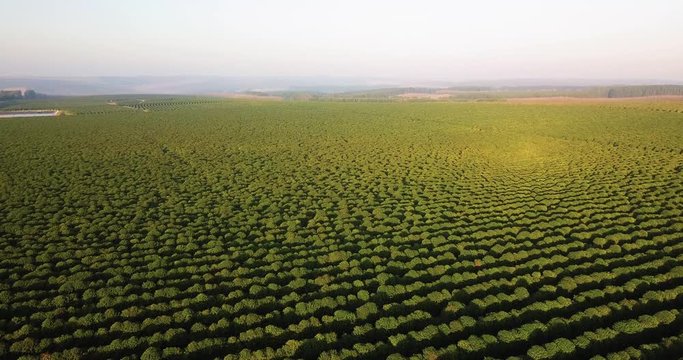 Beautiful panoramic view of a coffee plantation at sunlight in Sao Paulo state Brazil. High flight ahead.
