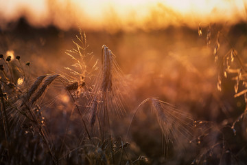 Golden hour view of dry grass and wheat