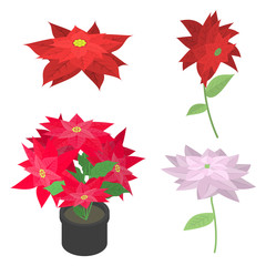 Poinsettia icons set. Isometric set of poinsettia vector icons for web design isolated on white background
