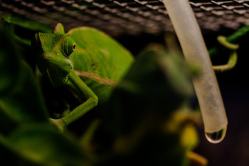Green yemen chameleon climbing up a branch inside a cage. Animals and nature