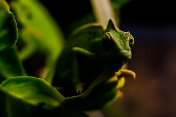 Green yemen chameleon climbing up a branch inside a cage. Animals and nature