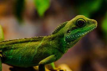 Lizard leaning on a rock. Green forest lizard. Nature.